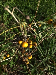 Solanum elaeagnifolium