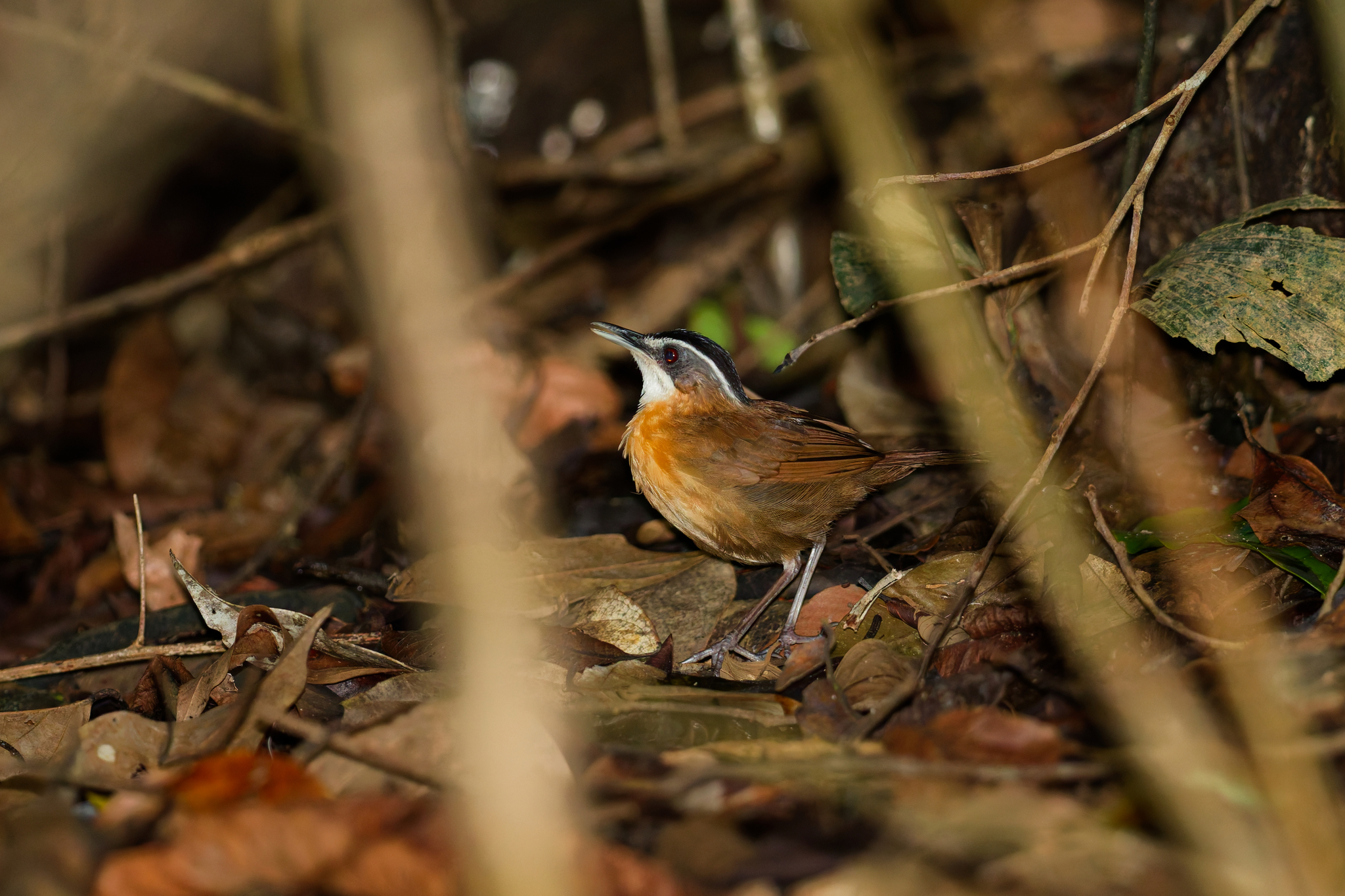 Bornean Black-capped Babbler illustration