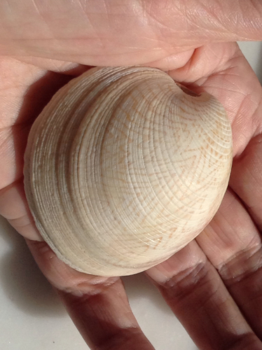 Southern Quahog
