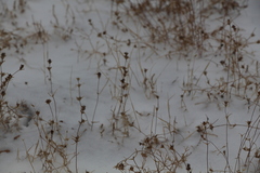 Pyankovia brachiata