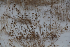 Pyankovia brachiata