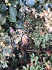 Trichonephila clavata