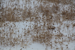 Pyankovia brachiata