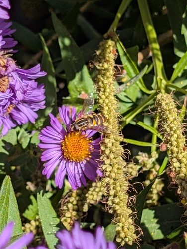 Unknown species found near Summit Hill, St Paul, MN, USA