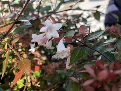 Abelia × grandiflora