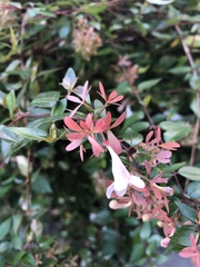 Abelia × grandiflora