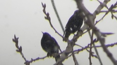Sturnus vulgaris