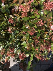 Abelia × grandiflora