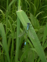 Coenagrion lunulatum