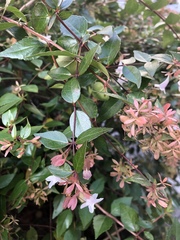 Abelia × grandiflora