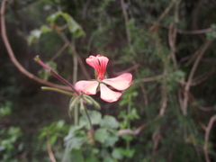 Pelargonium frutetorum