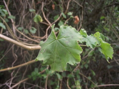 Pelargonium frutetorum