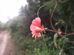 Pelargonium frutetorum