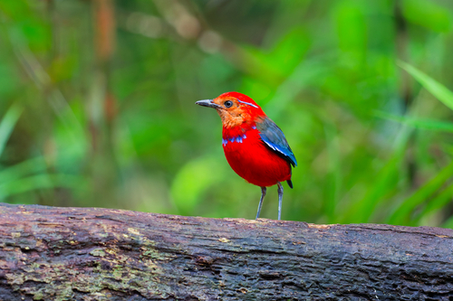 Blue-banded Pitta (Erythropitta arquata), photo 4