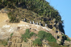 Leucocarbo carunculatus