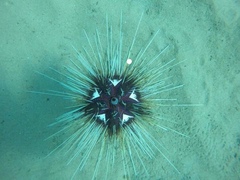 Astropyga pulvinata