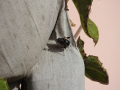 Copestylum spinigerum