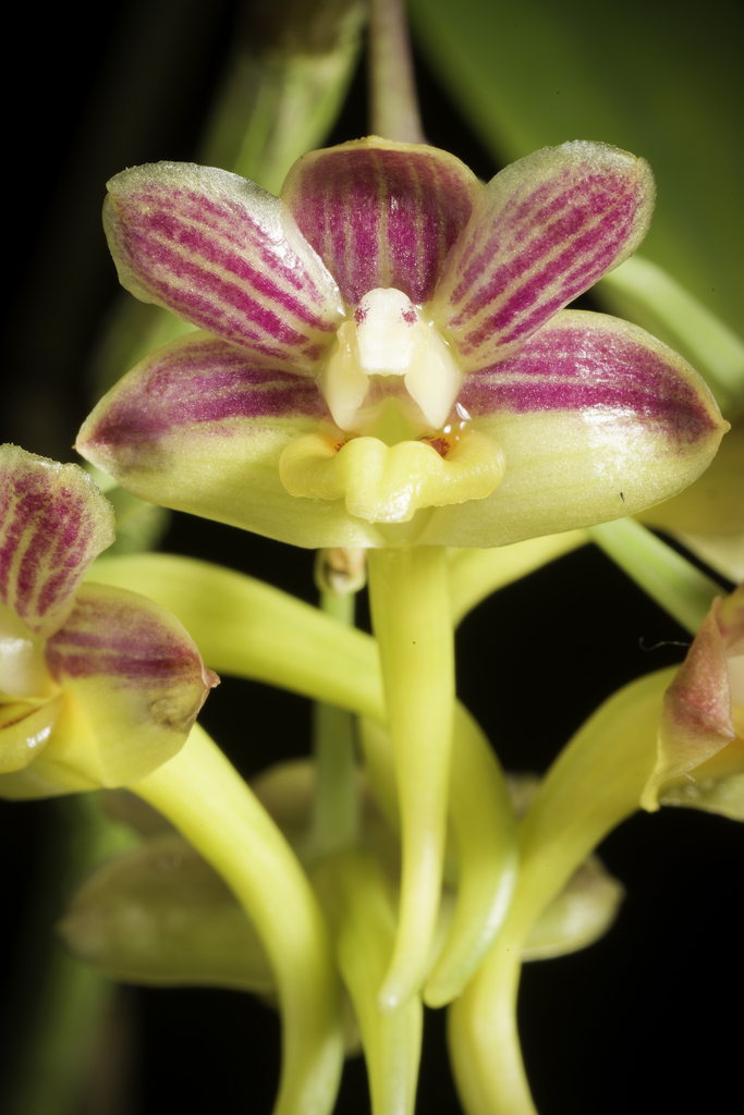 Dendrobium dianiae Metusala, P.O'Byrne & J.J.Wood