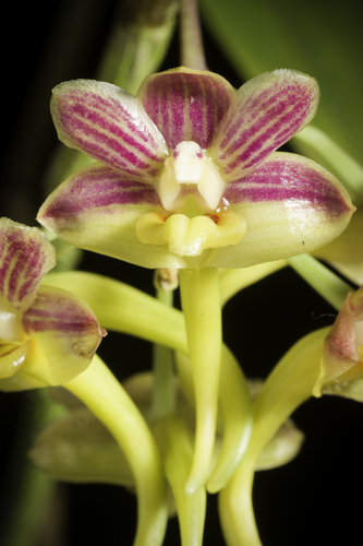 Dendrobium dianiae
