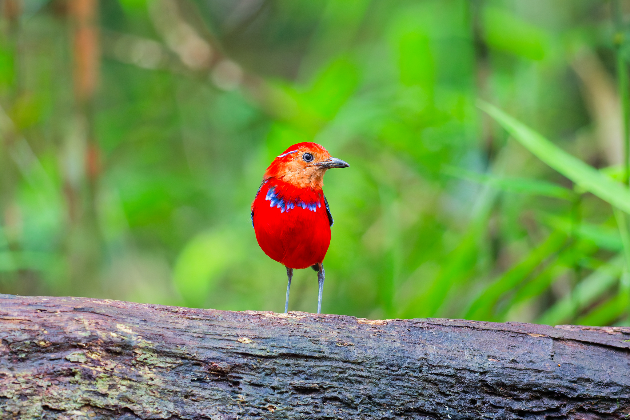 Blue-banded Pitta (Erythropitta arquata)