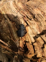 Scotobius pilularius