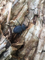 Scotobius pilularius