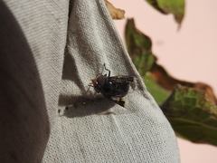 Copestylum spinigerum