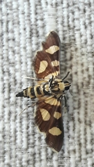 Syngamia