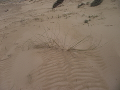 Ehrharta villosa maxima