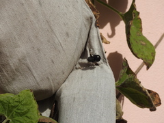 Copestylum spinigerum