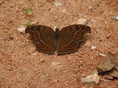 Junonia goudotii