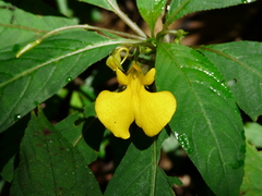 Impatiens oncidioides