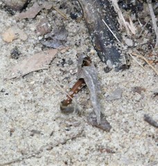 Haemadipsa interrupta