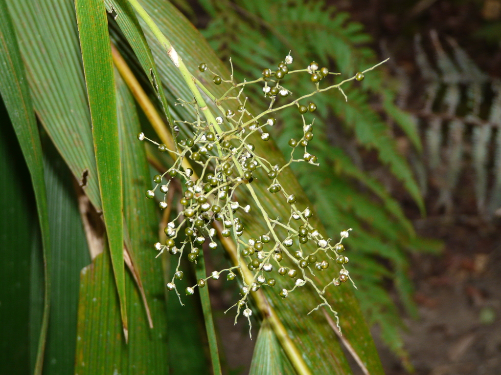 Joinvillea borneensis