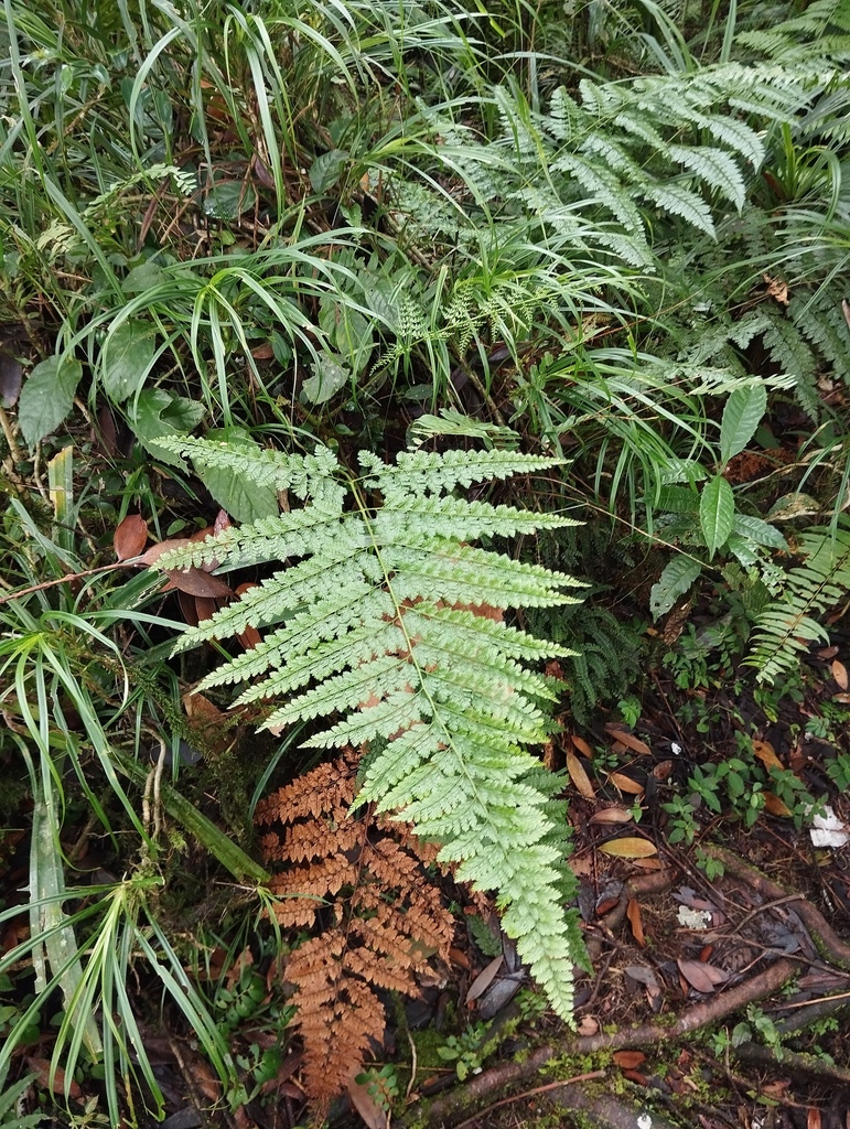 Dryopteris hasseltii (Dryopteris hasseltii)
