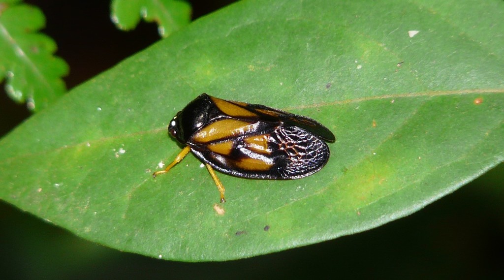 Leptataspis perakensis