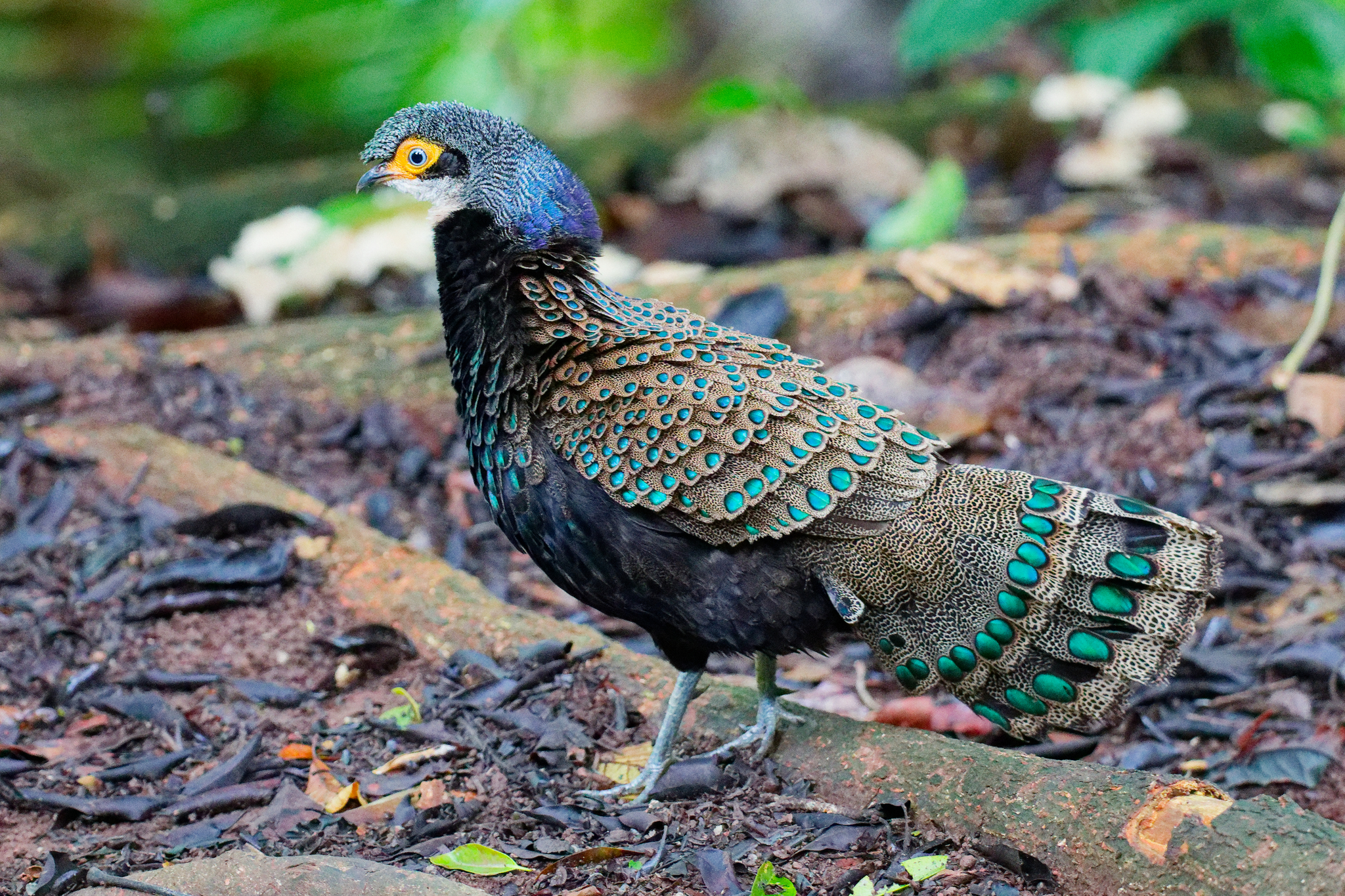 Bornean Peacock-Pheasant (Polyplectron schleiermacheri), photo 1