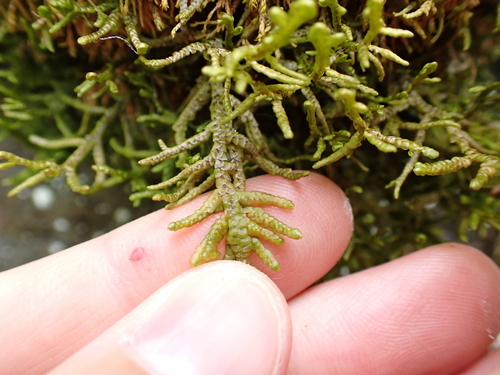 Wall Scalewort