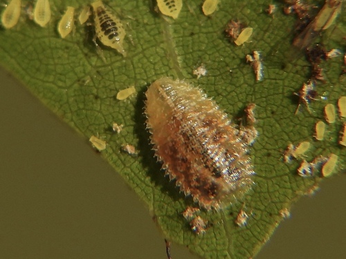 Unknown species found near Taylor Mill, KY, USA