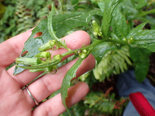 American burnweed