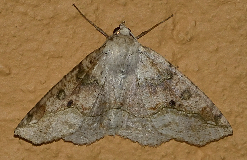 Cirsodes leodorata