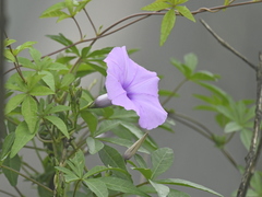 Ipomoea pedicellaris