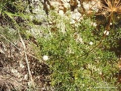 Ligusticum lucidum