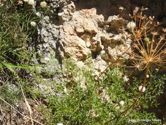 Ligusticum lucidum