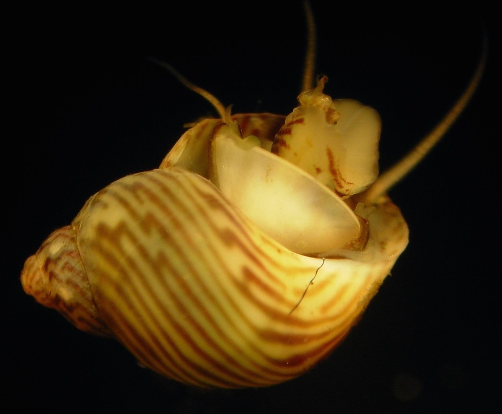 Tricoliinae