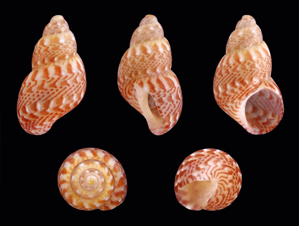 Pheasant Shell