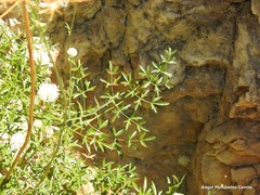 Ligusticum lucidum
