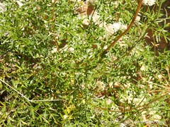 Ligusticum lucidum