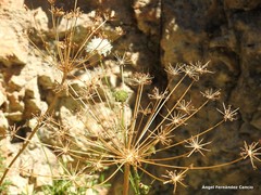 Ligusticum lucidum