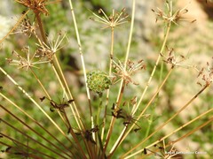 Ligusticum lucidum